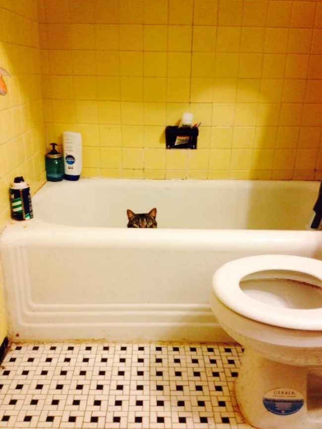 saklanan kedi 13