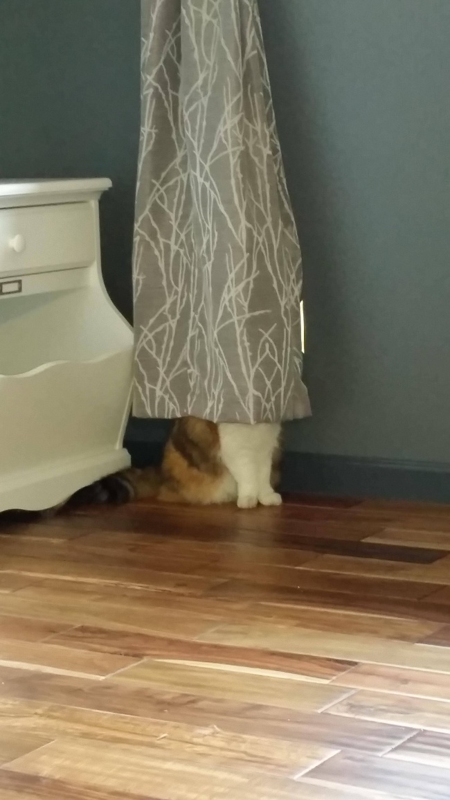saklanan kedi 15