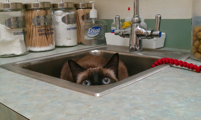 saklanan kedi 2