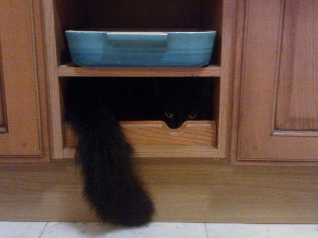 saklanan kedi 3