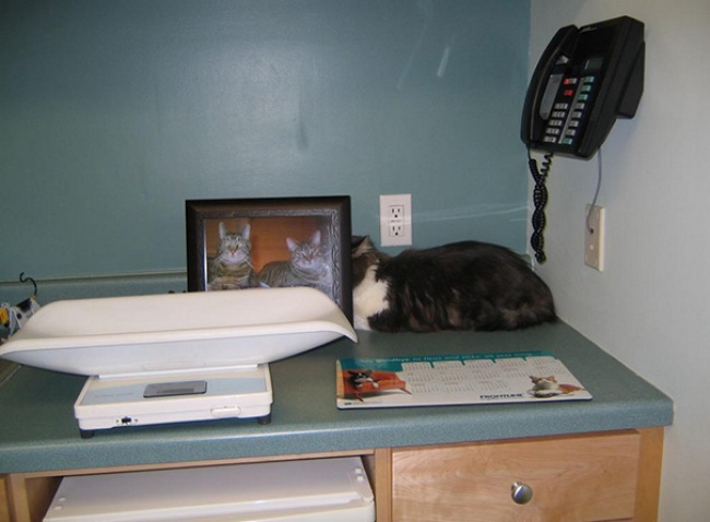 saklanan kedi 6
