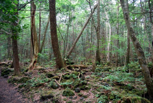 1.aokigahara.ormani.japonyadaki