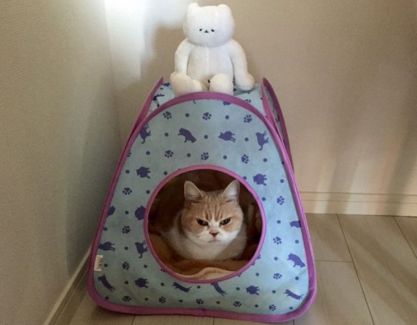 10.japon.grumpy.cat