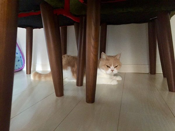 12.japon.grumpy.cat