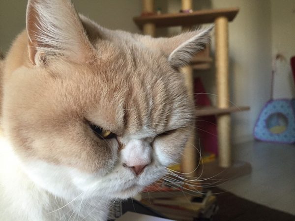 13.japon.grumpy.cat