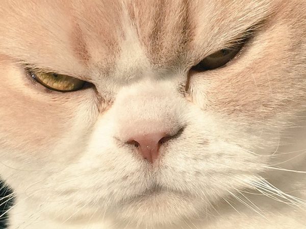 14.japon.grumpy.cat