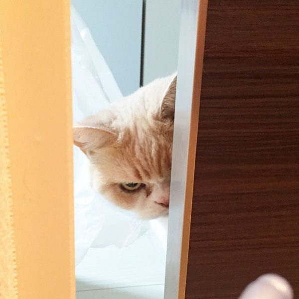 2.japon.grumpy.cat