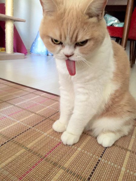 3.japon.grumpy.cat