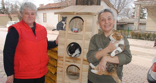 3.toplu.kedi.evi.fikri