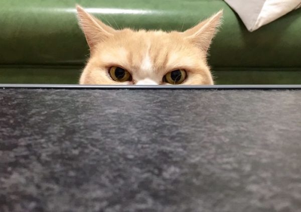 4.japon.grumpy.cat