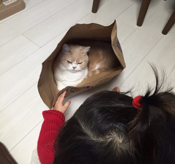 6.japon.grumpy.cat