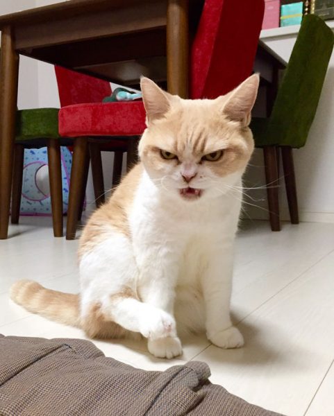 7.japon.grumpy.cat
