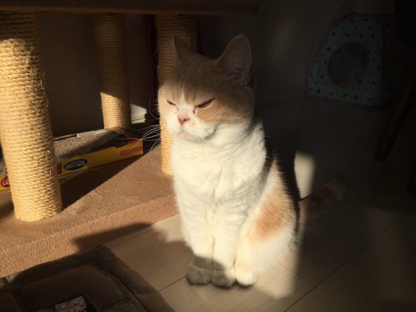 8.japon.grumpy.cat