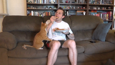 cat-eat-002