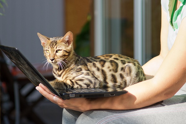 Cat on Notebook
