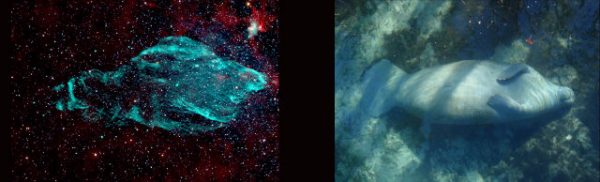 18- denizayısı nebula