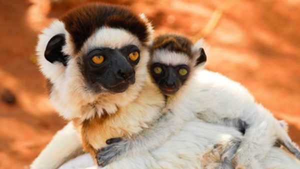 2.madagaskar.lemuru