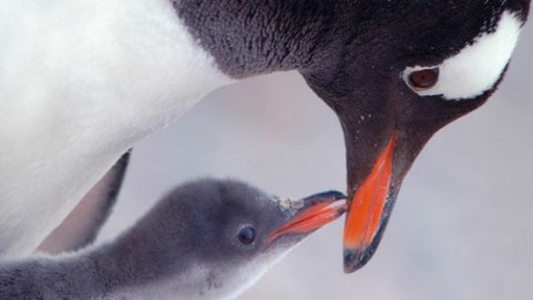 3.papua.pengueni
