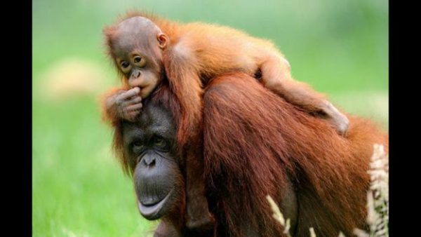 5.orangutan