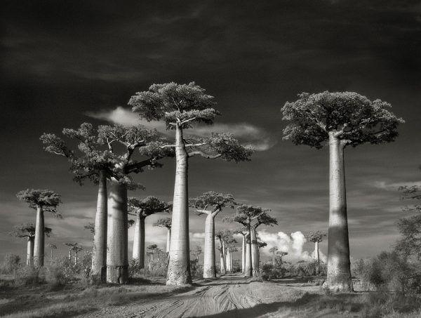 Avenue-of-the-Baobabs-LGneg-2015-copy
