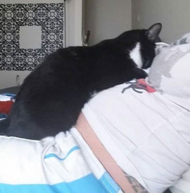 bebek kedi 33