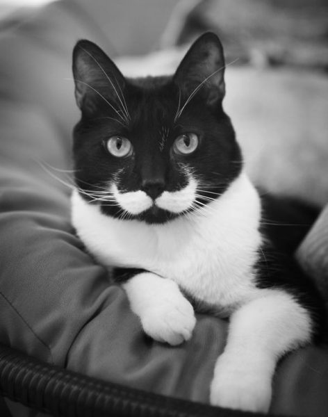 biyikli-kedi