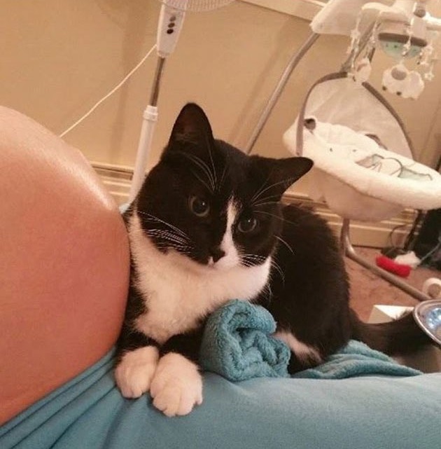 cat-guards-baby-pregnant-liel-ainmar-assayag-panda-2