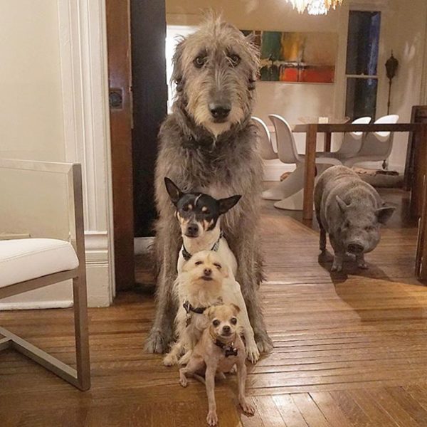 man-adopts-senior-dogs-shelter-steve-greig-4