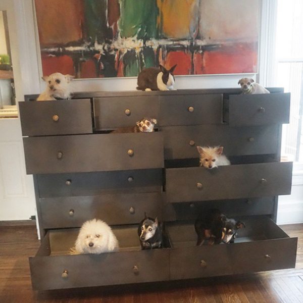 man-adopts-senior-dogs-shelter-steve-greig-5