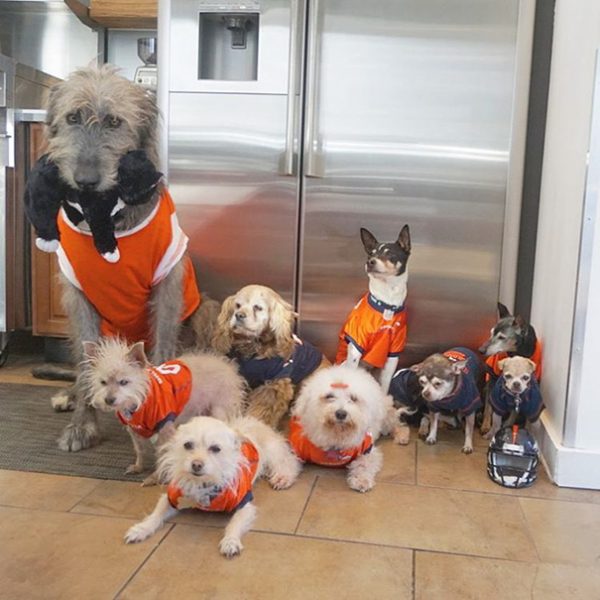 man-adopts-senior-dogs-shelter-steve-greig