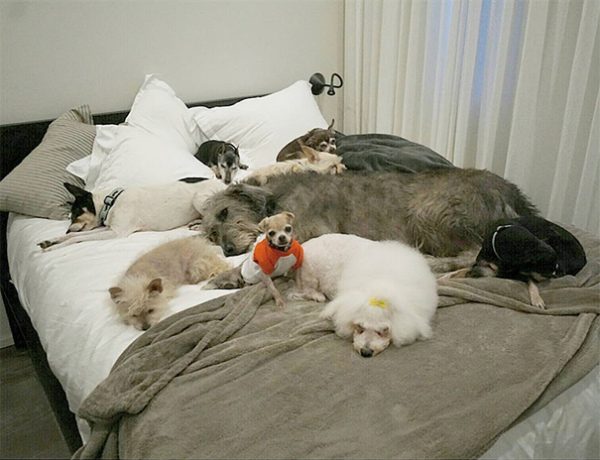 man-adopts-senior-dogs-shelter-steve-greig-lunch