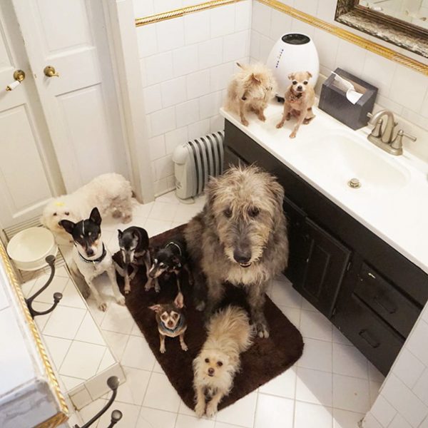 man-adopts-senior-dogs-shelter-steve-greig-wise