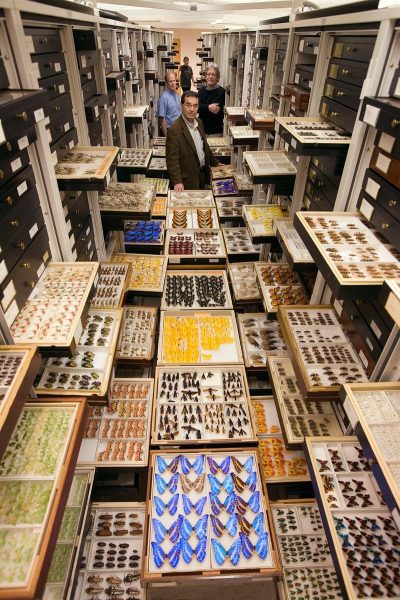 muze-koleksiyon-entomology