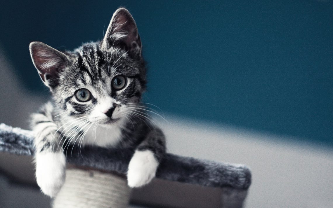 11 Patili Maddede Kedi Mırlamasının İyileştirici Gücü