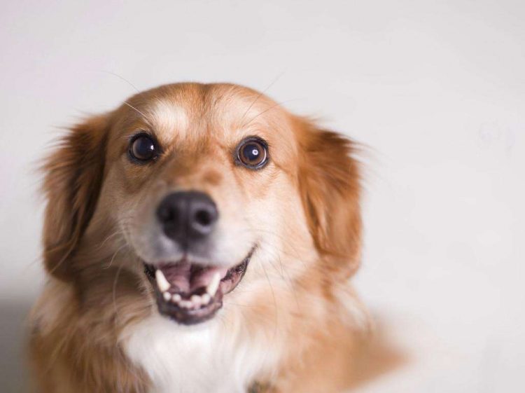 Öğrendiğinizde Sizi Çok Şaşırtacak Köpekler Hakkında 14 Az Bilinen