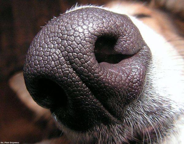 dogs-nose-prints-are-just-as-unique-as-fingerprints-are-to-humans-photo-u1
