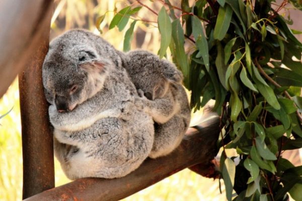 sevimli-bilimsel-gercekler-koala