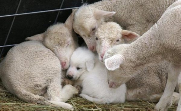 sevimli-bilimsel-gercekler-koyunlar