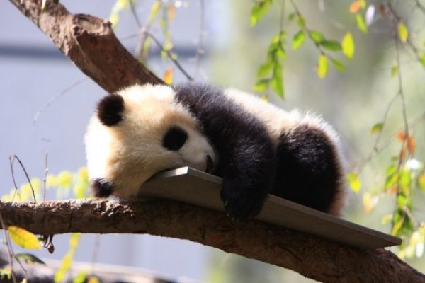 sevimli-bilimsel-gercekler-panda