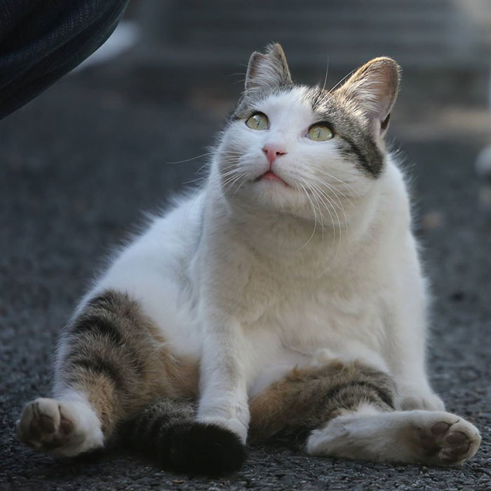 Sokakların Gerçek Sahiplerinin Sokak Kedileri Olduğunun Kanıtı 23