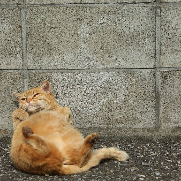 sokak kedileri için kedi evi ücretsiz