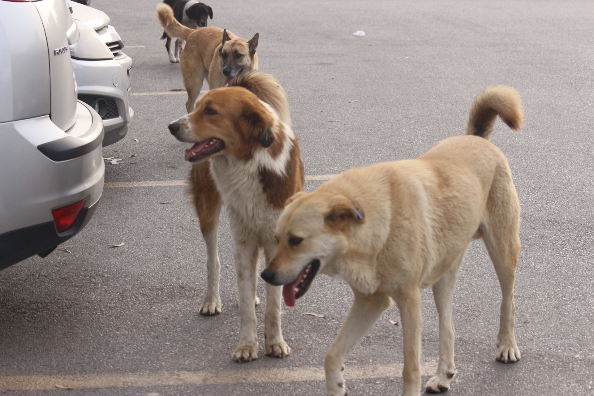 Gerçek Bir Dost Olduğunuzu Gösterin Sokak Köpekleri İçin
