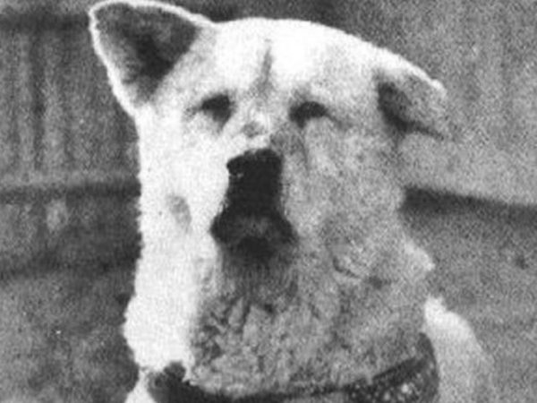 Hachiko2