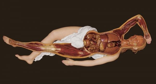 anatomik-venus-12