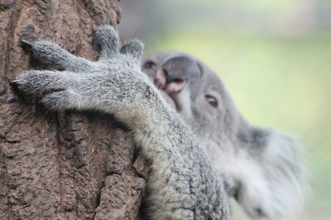 Koalalar Hakkında Bilmeniz Gereken 15 Yumuşak Tüylü Gerçek