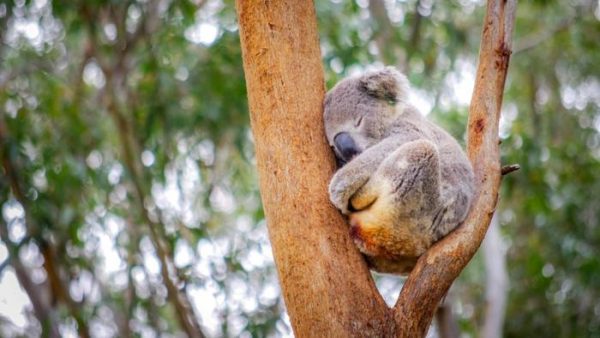 uyku-koalalar