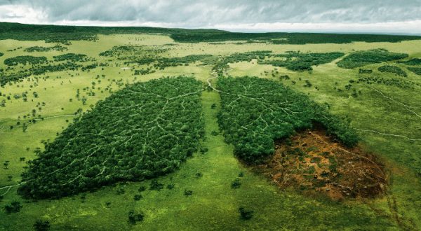 2-ecosia-arama-motoru