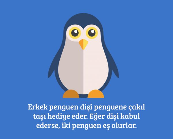 5-penguen