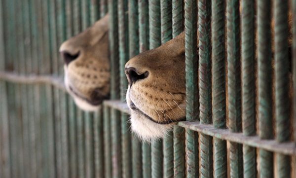 635966064665877032-422391400_Sad-Wild-Animals-in-Zoo-4
