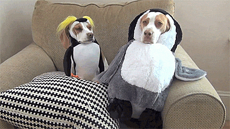 kopek penguen